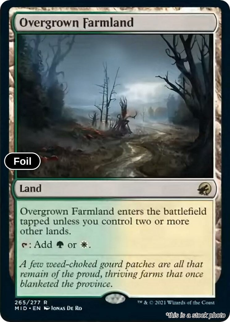 Overgrown Farmland