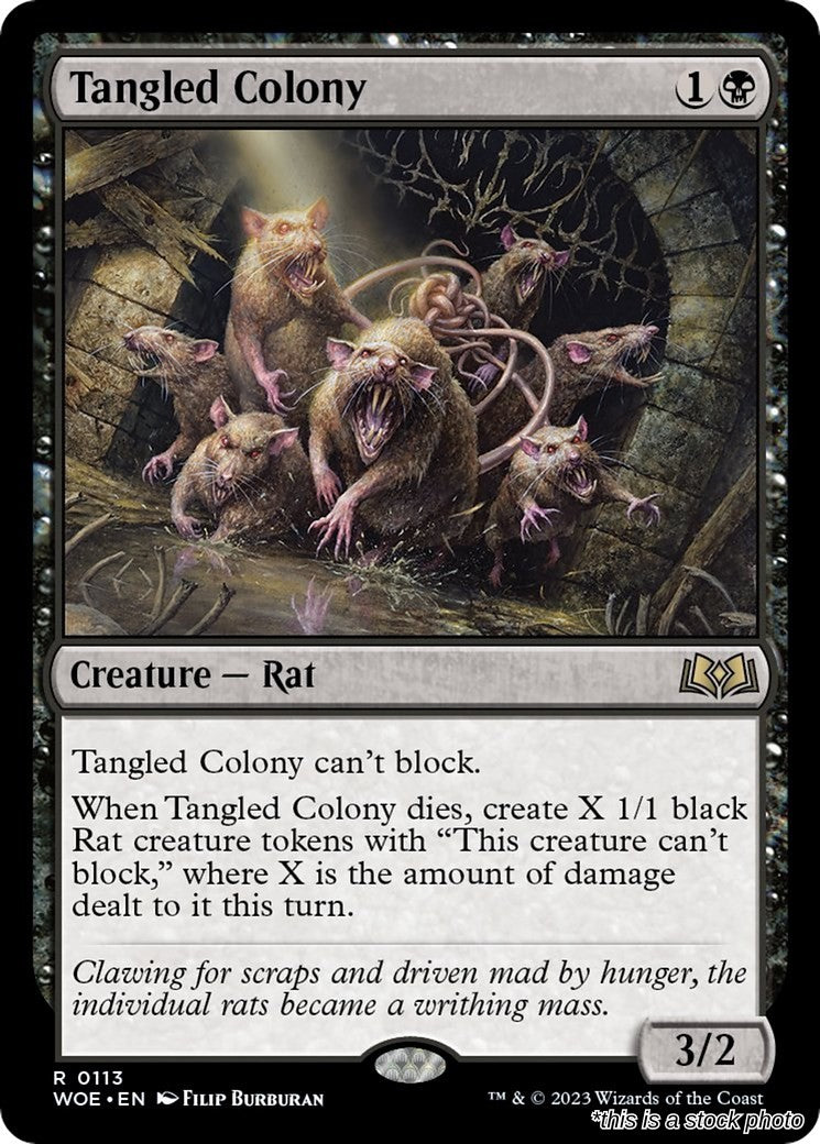 Tangled Colony