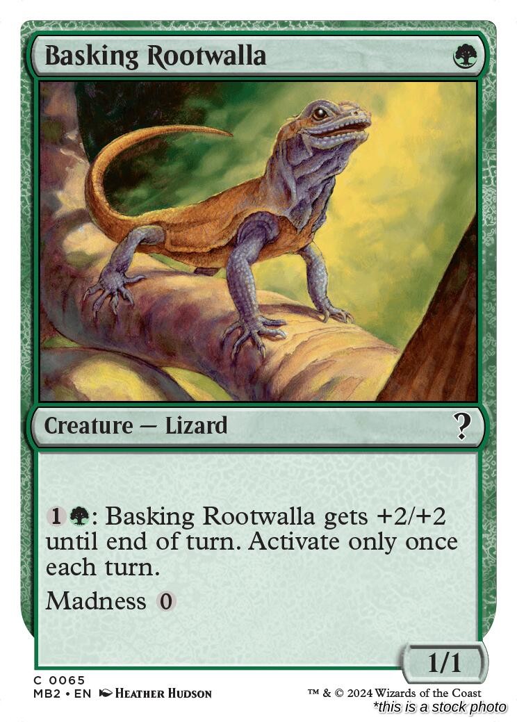 Basking Rootwalla (White Border)