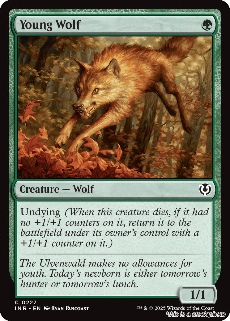 Young Wolf