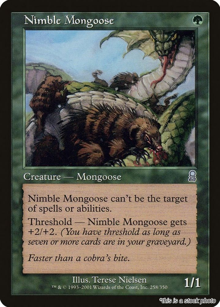 Nimble Mongoose